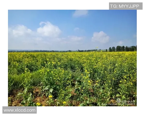 足球马永琪的传奇之路与青春梦想的追逐